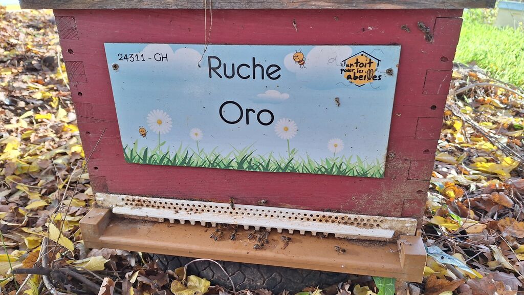 La ruche Oro