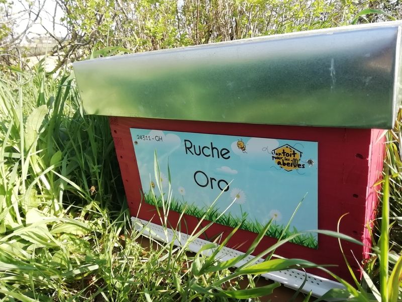 La ruche Oro