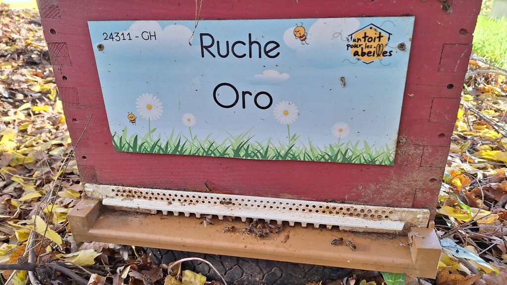 La ruche Oro