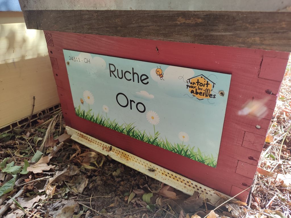 La ruche Oro