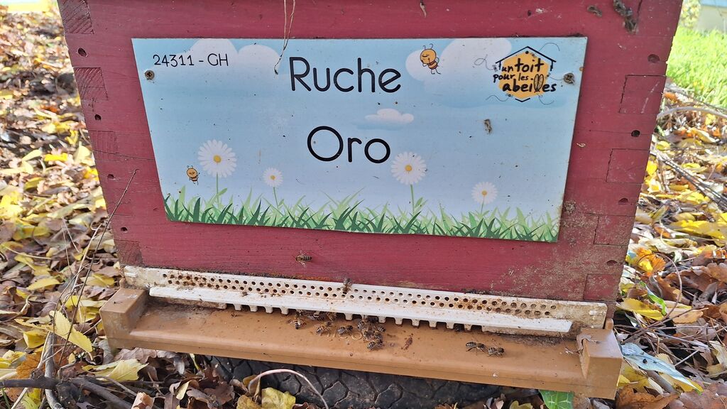 La ruche Oro