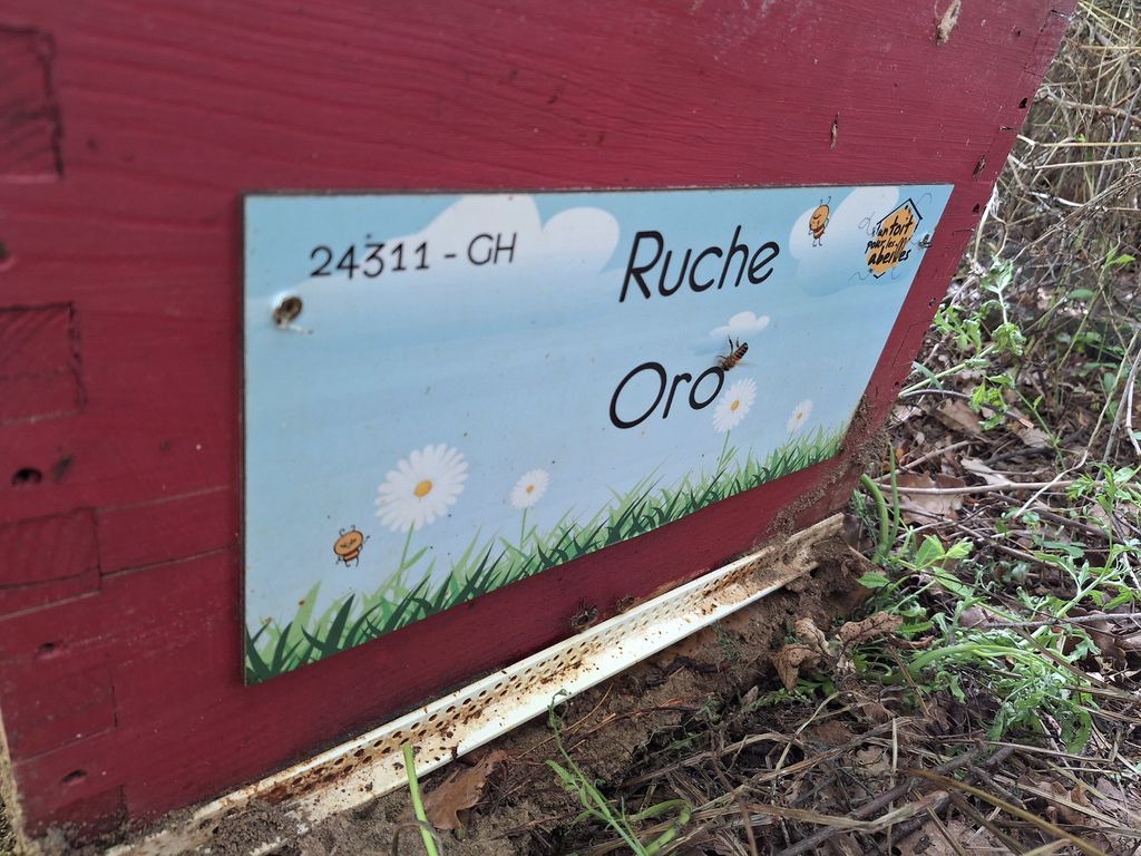 La ruche Oro