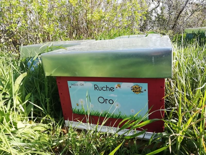 La ruche Oro