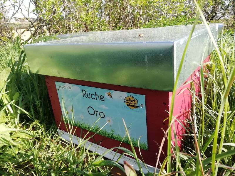La ruche