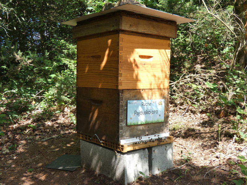 La ruche Pajdusko oro