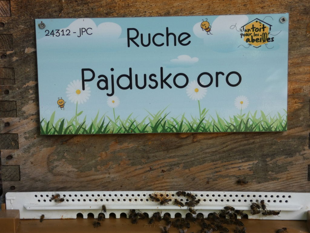 La ruche Pajdusko oro