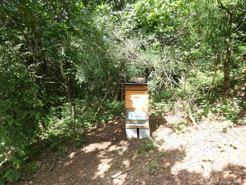 La ruche Pajdusko oro