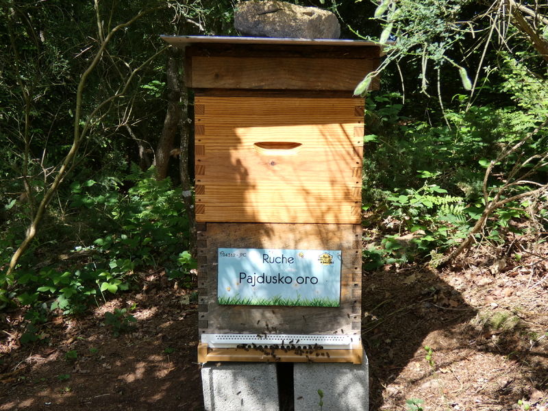 La ruche Pajdusko oro