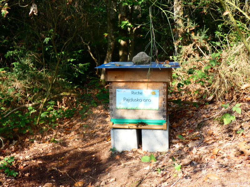 La ruche Pajdusko oro