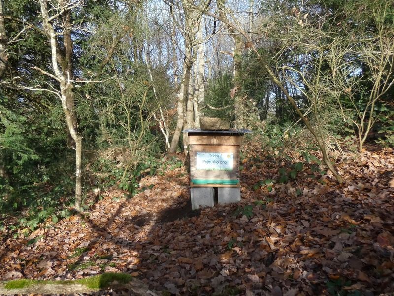 La ruche Pajdusko oro