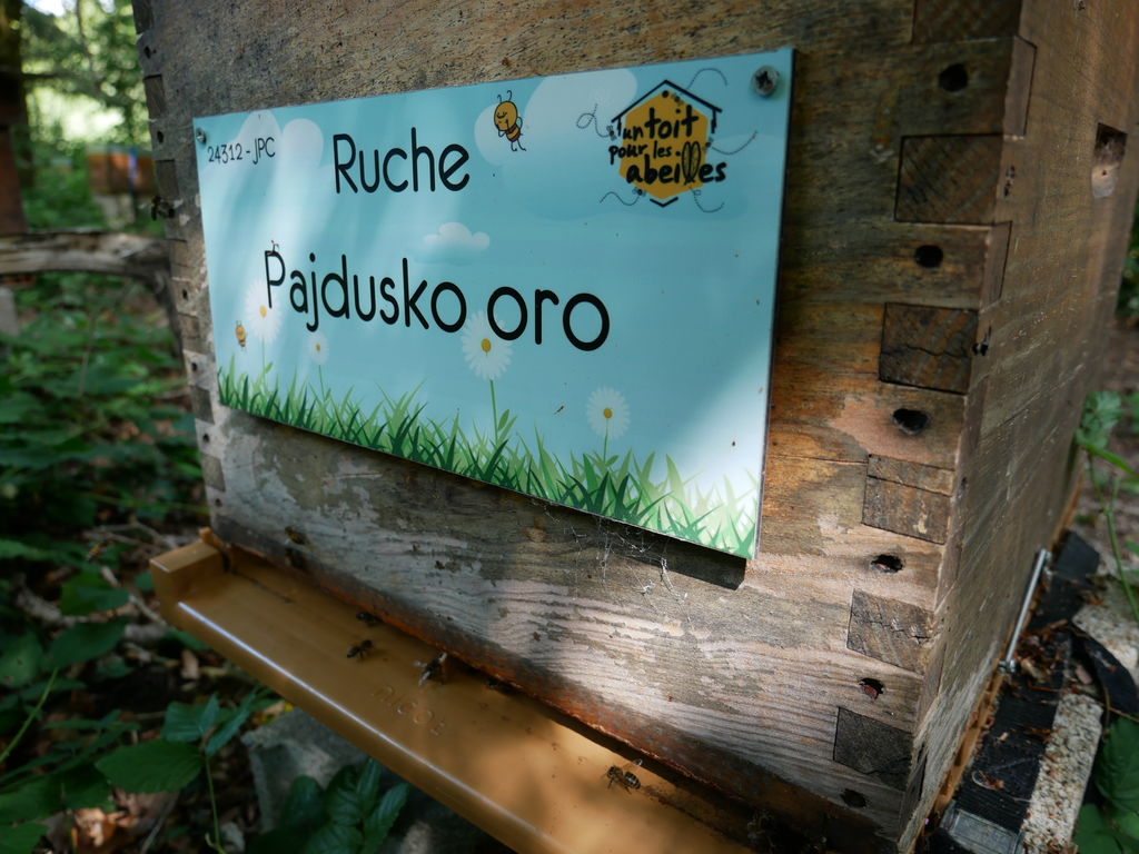 La ruche Pajdusko oro
