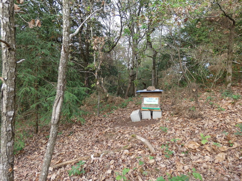 La ruche Pajdusko oro