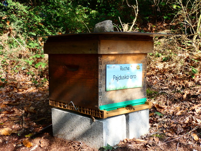 La ruche Pajdusko oro