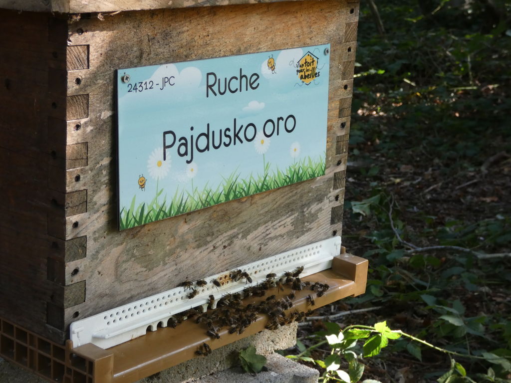 La ruche Pajdusko oro
