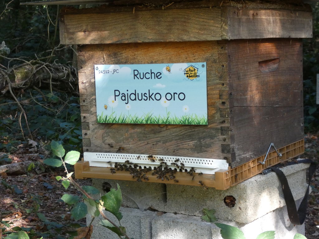 La ruche Pajdusko oro