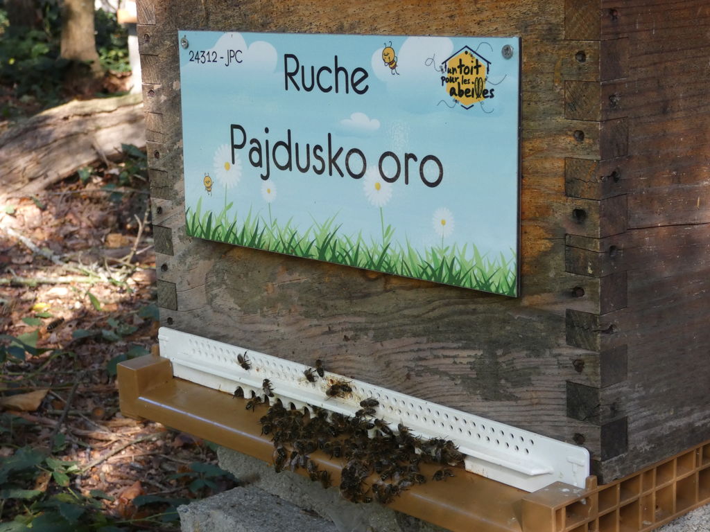 La ruche Pajdusko oro