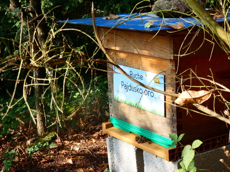 La ruche Pajdusko oro