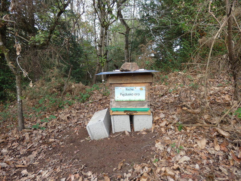 La ruche Pajdusko oro