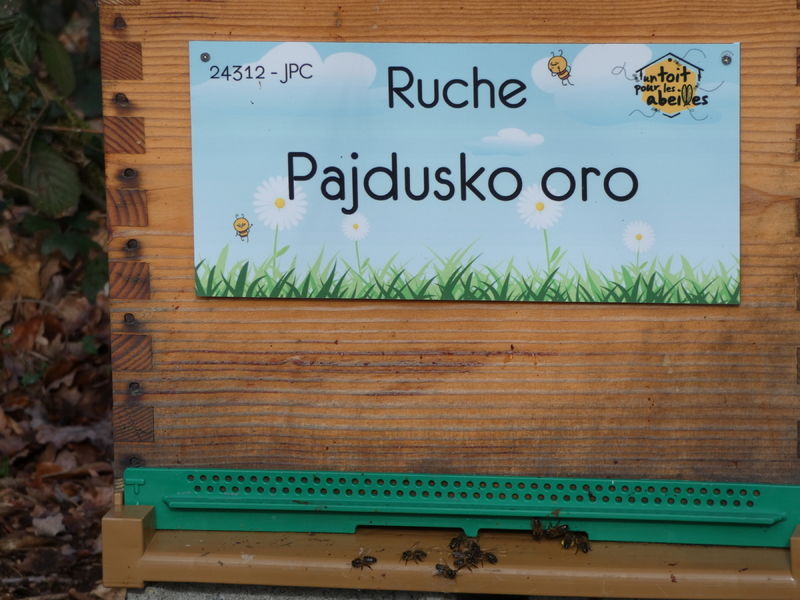 La ruche Pajdusko oro
