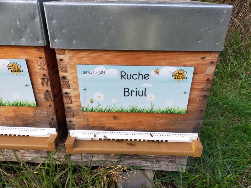 La ruche