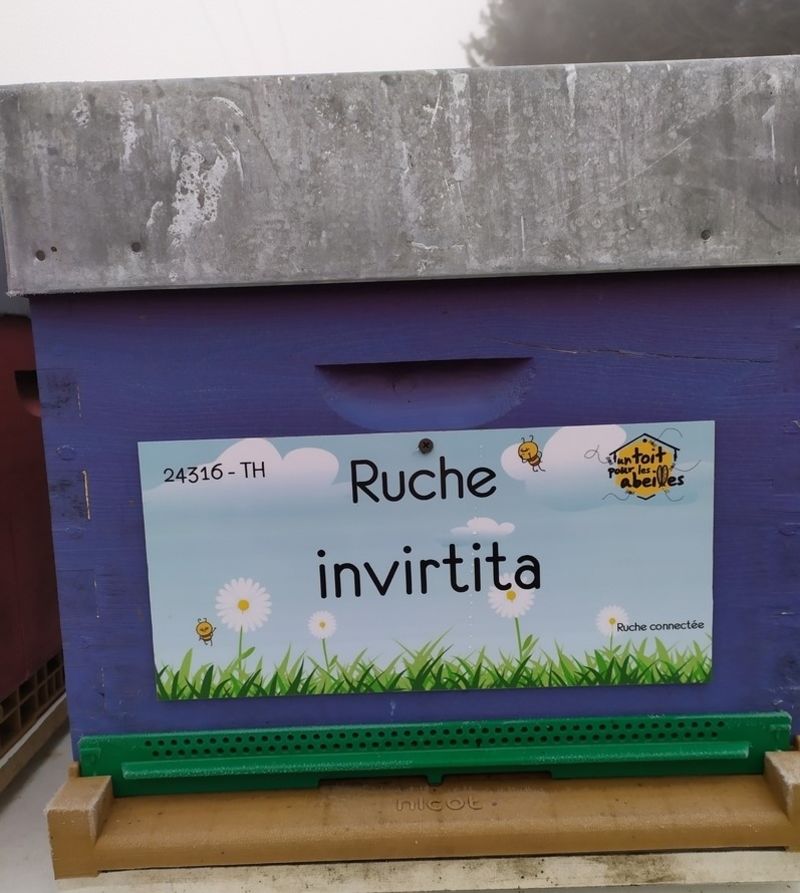 La ruche invirtita