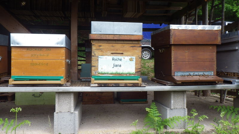 La ruche Jiana