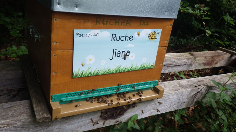 La ruche Jiana