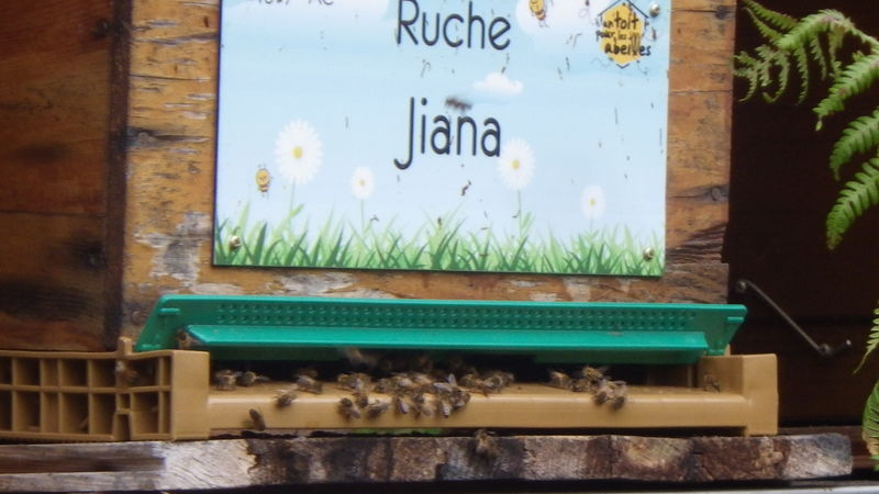 La ruche Jiana