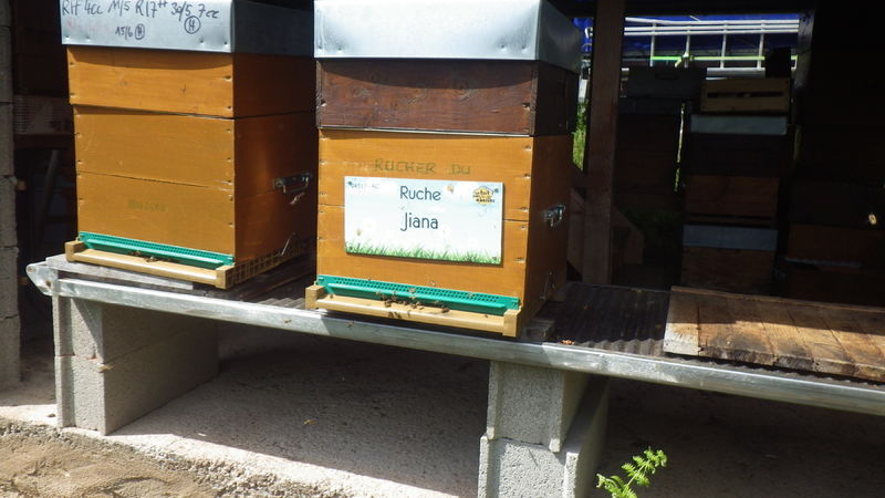 La ruche Jiana