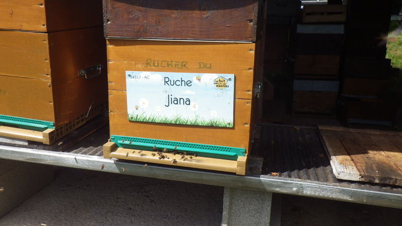 La ruche Jiana