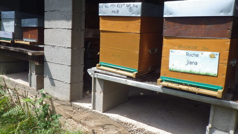 La ruche Jiana