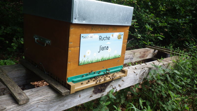 La ruche Jiana
