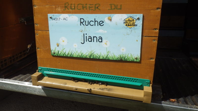 La ruche Jiana