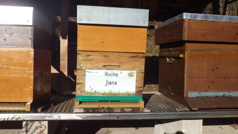 La ruche Jiana