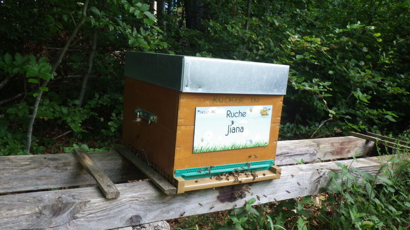 La ruche Jiana