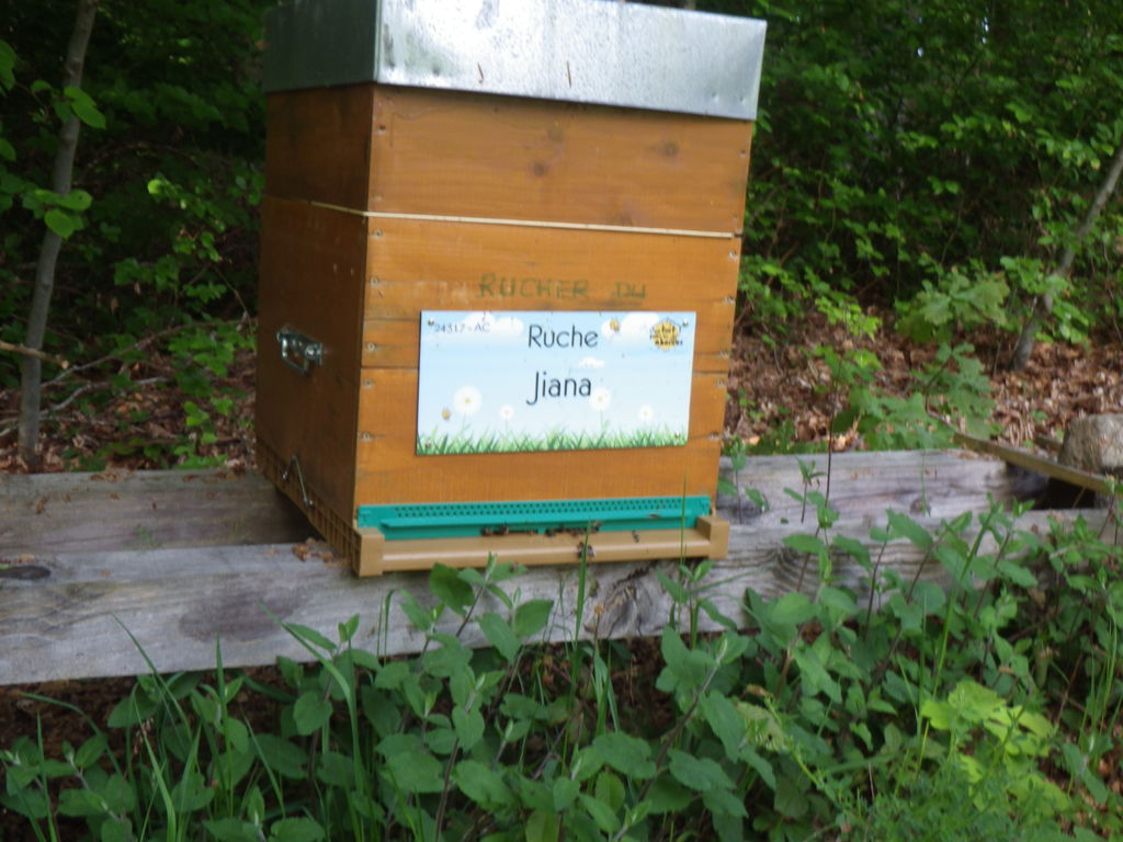 La ruche Jiana
