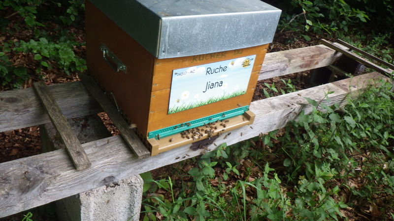 La ruche Jiana
