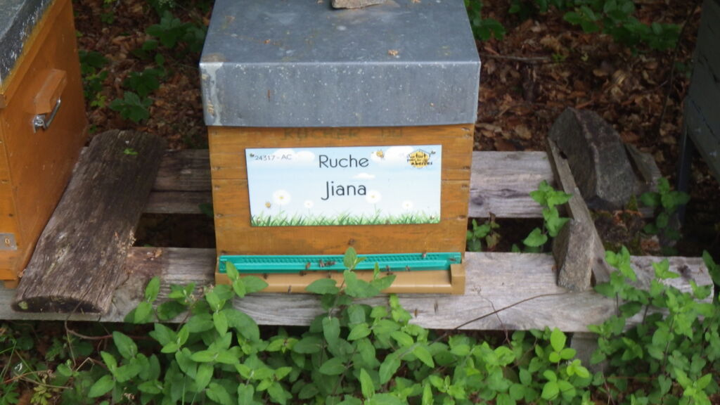 La ruche Jiana