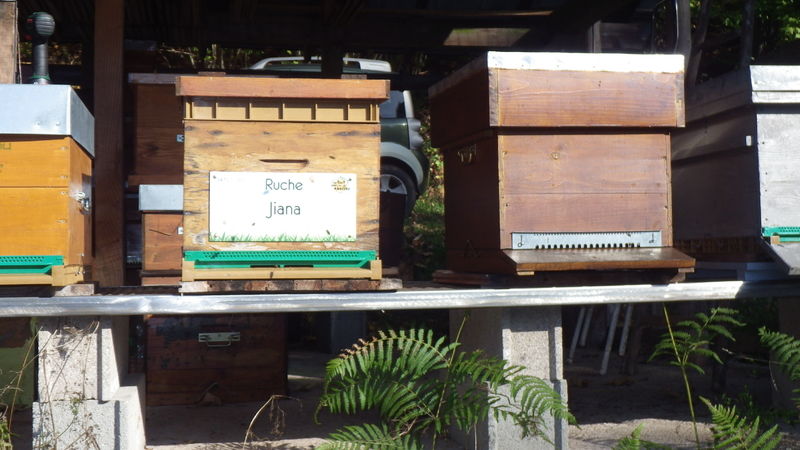 La ruche Jiana