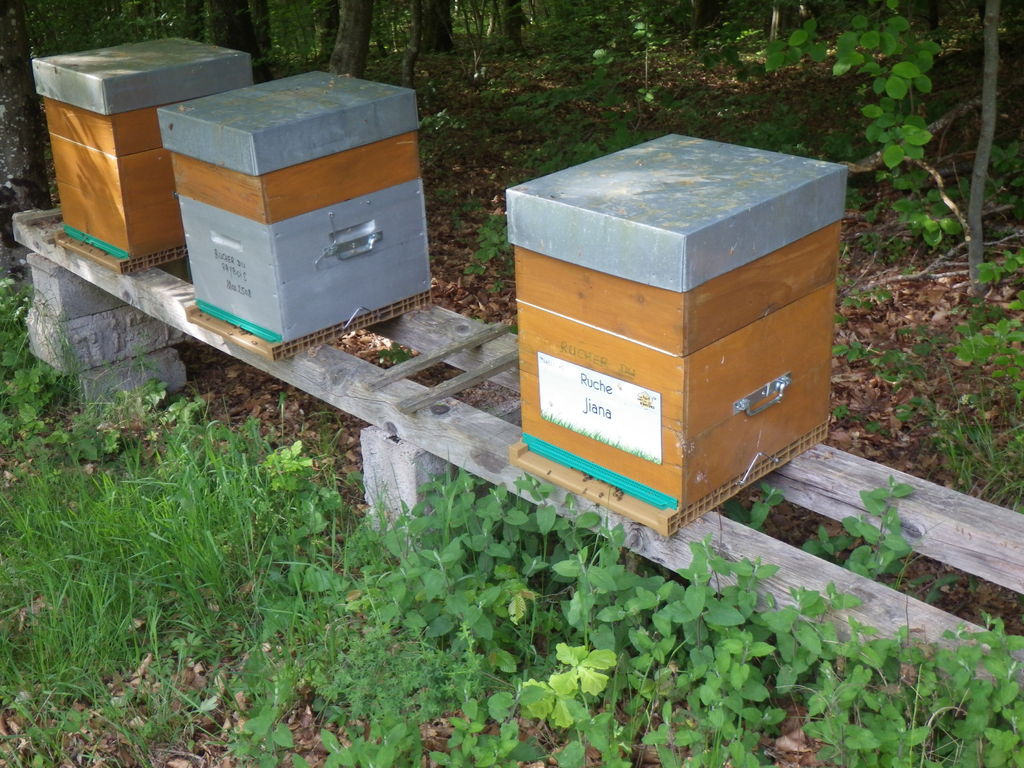 La ruche Jiana