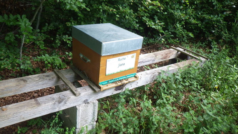 La ruche Jiana
