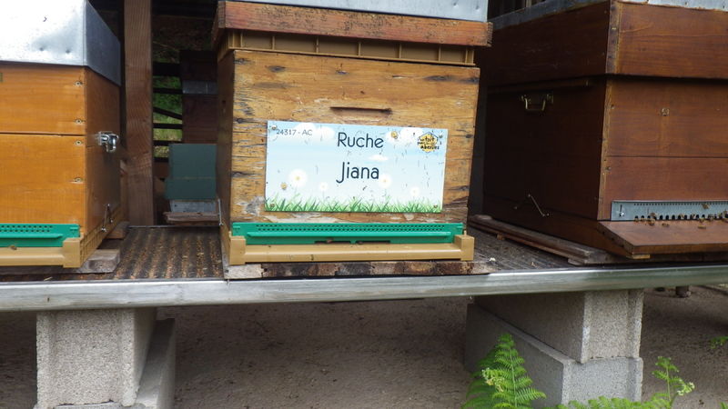 La ruche Jiana
