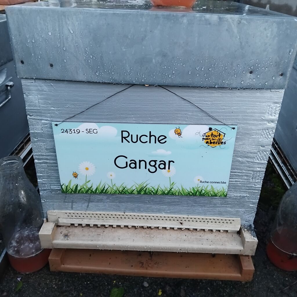 La ruche Gangar