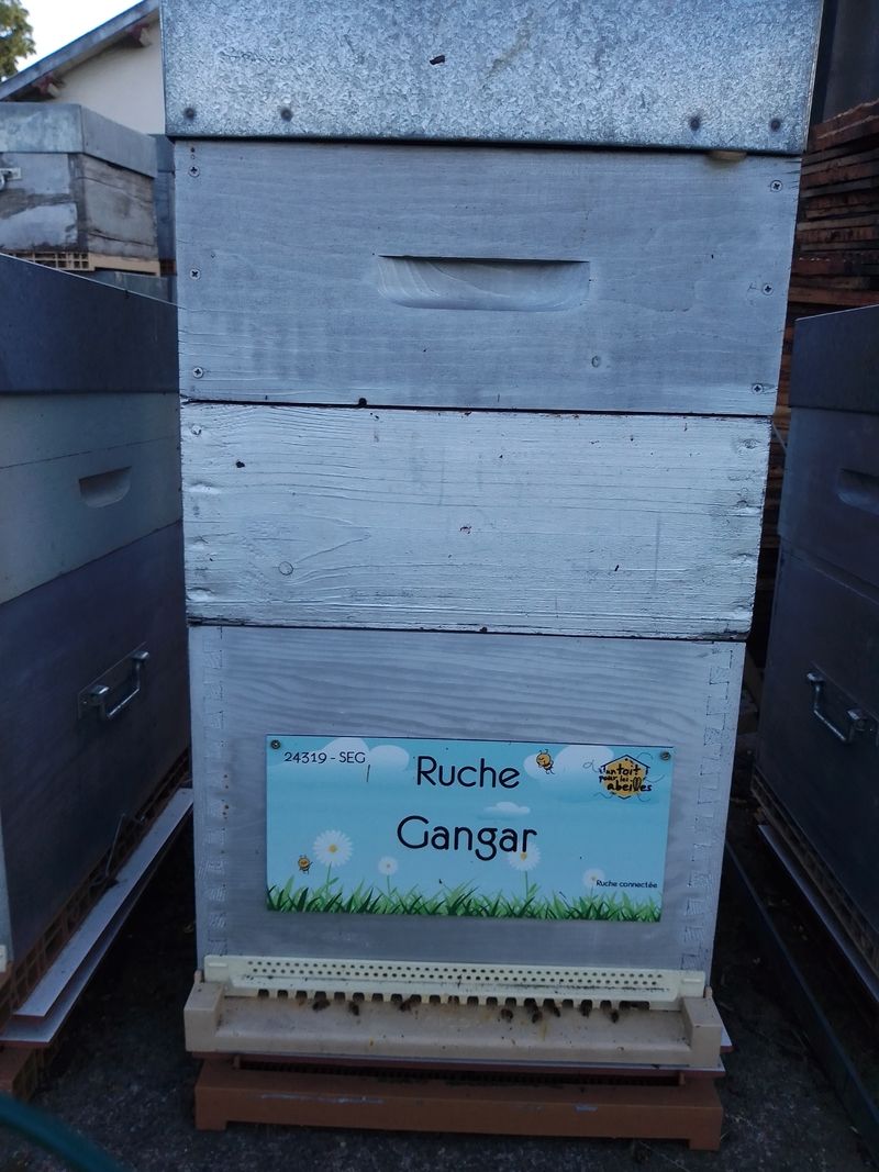 La ruche Gangar