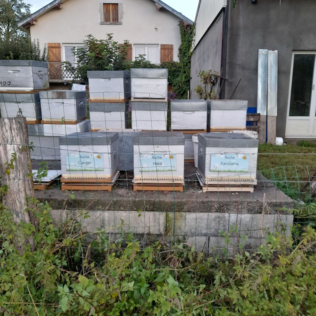 La ruche Gangar