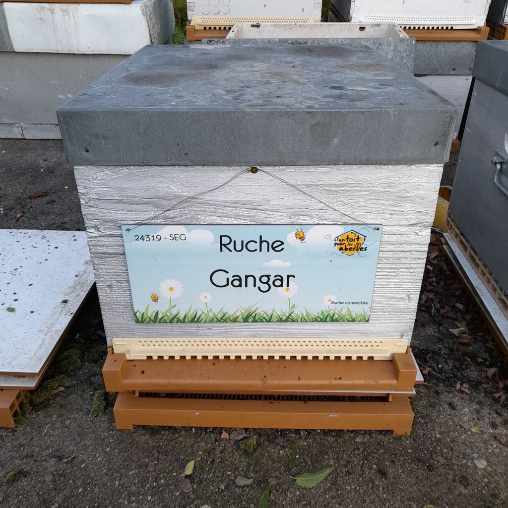 La ruche Gangar