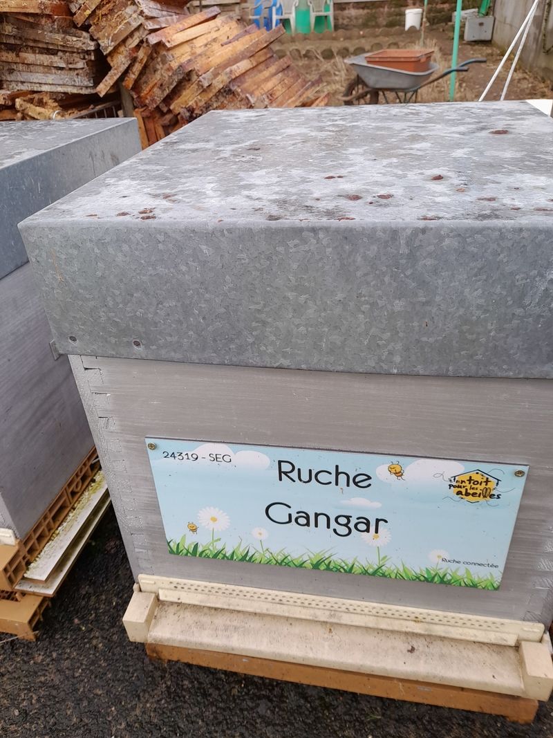 La ruche Gangar