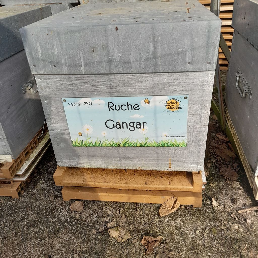 La ruche Gangar