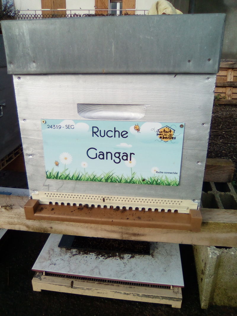 La ruche