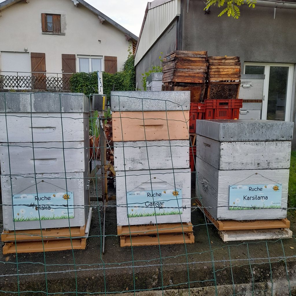 La ruche Gangar